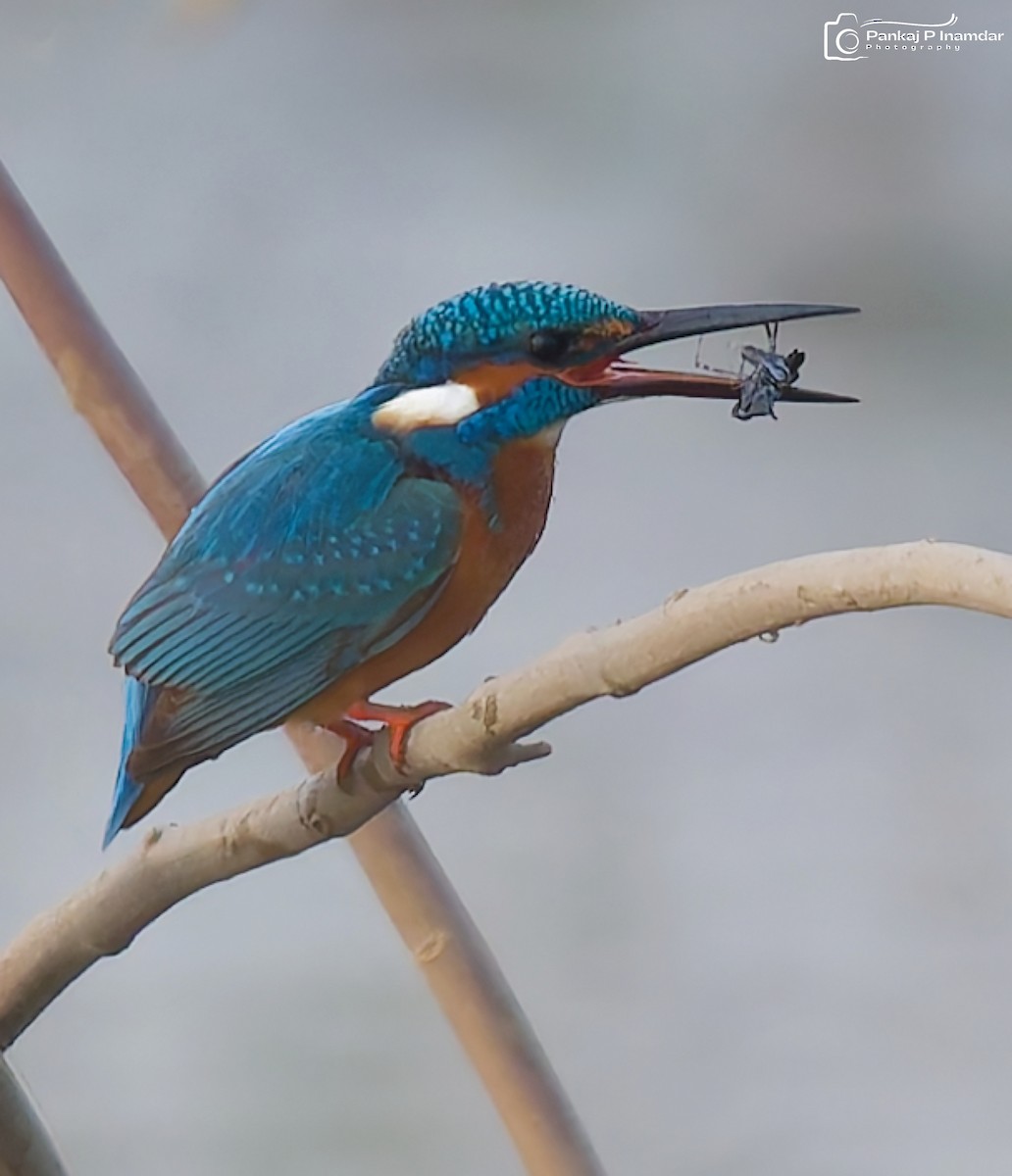 ledňáček říční - ML646235760