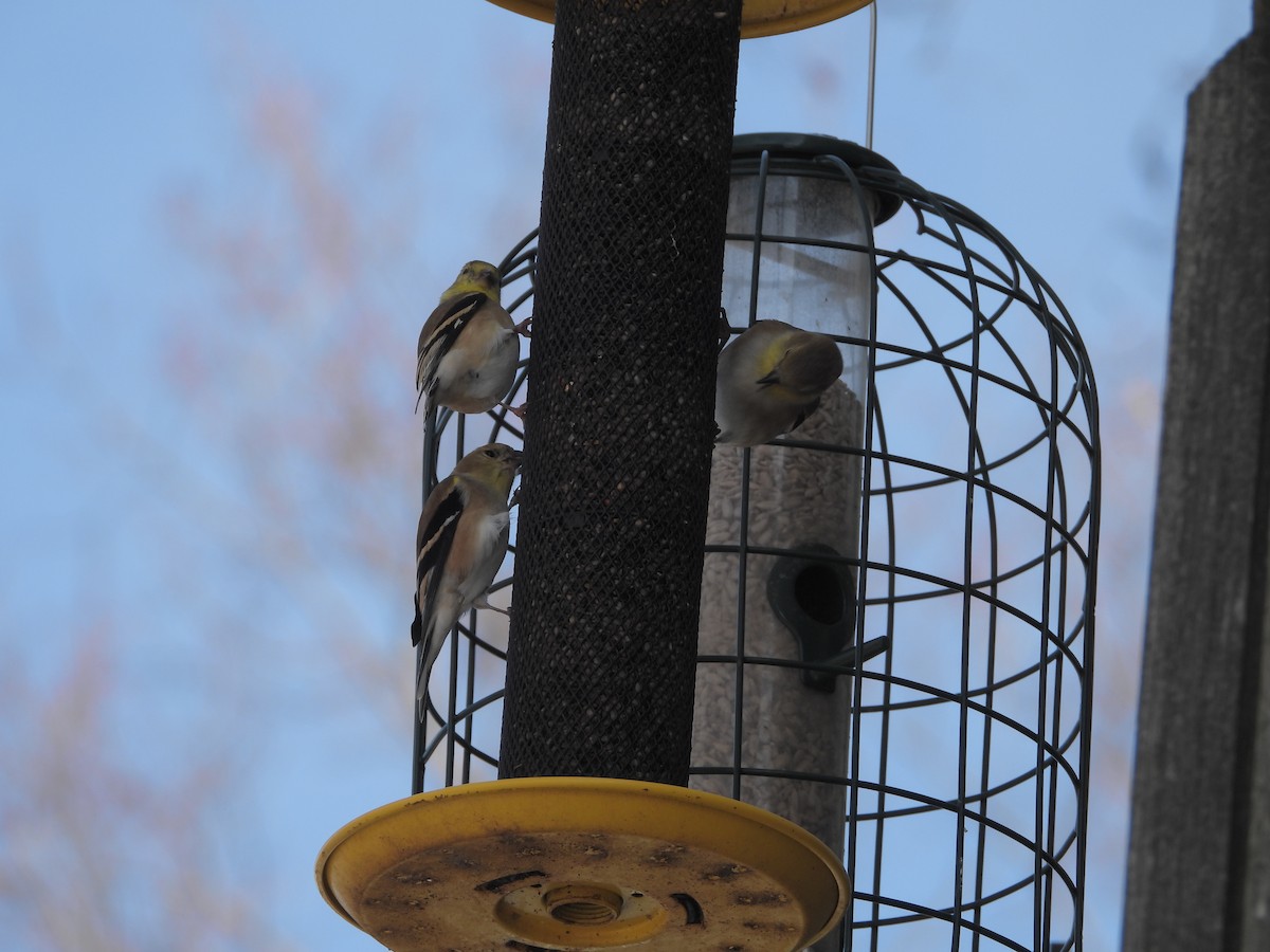 čížek žlutý - ML646235763