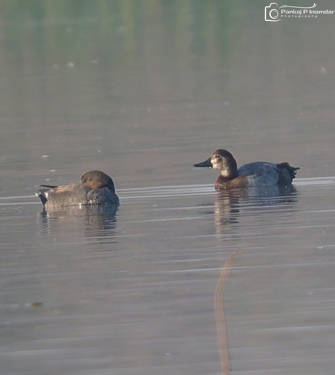 polák velký - ML646235764