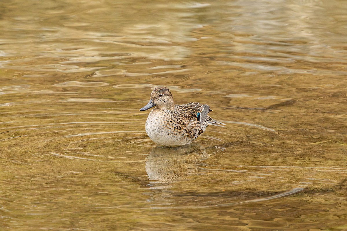 čírka obecná (ssp. crecca) - ML646235765