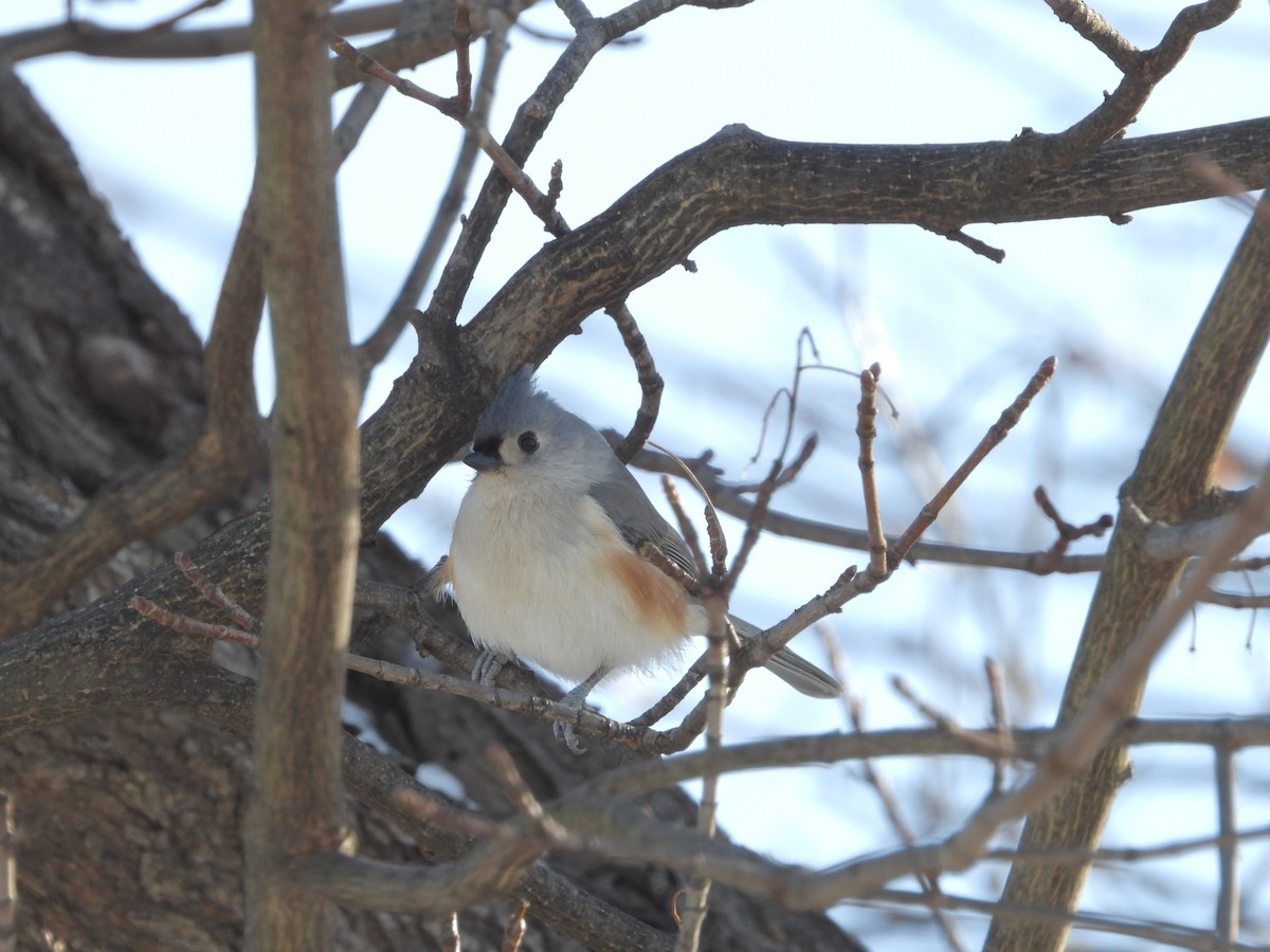 sýkora rezavoboká - ML646235766