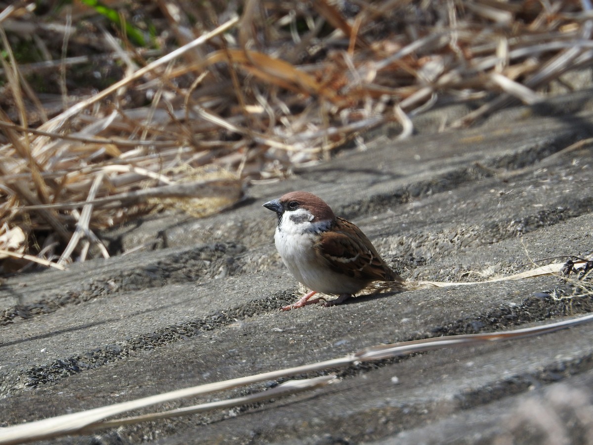 麻雀 - ML646235767