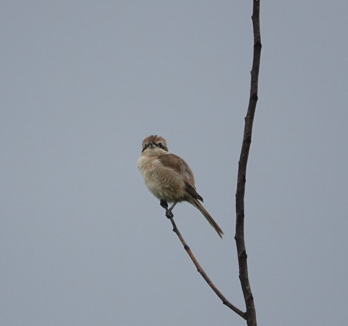 ťuhýk hnědý - ML646235768