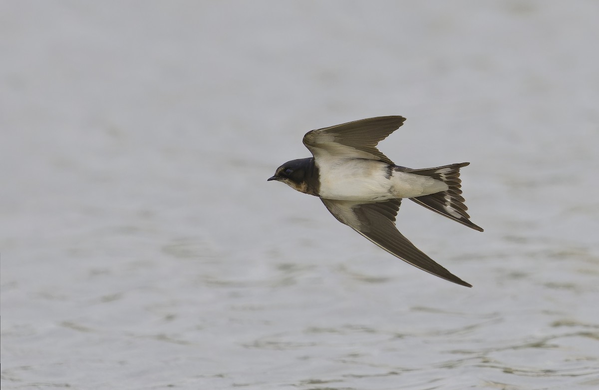 vlaštovka obecná - ML646235771