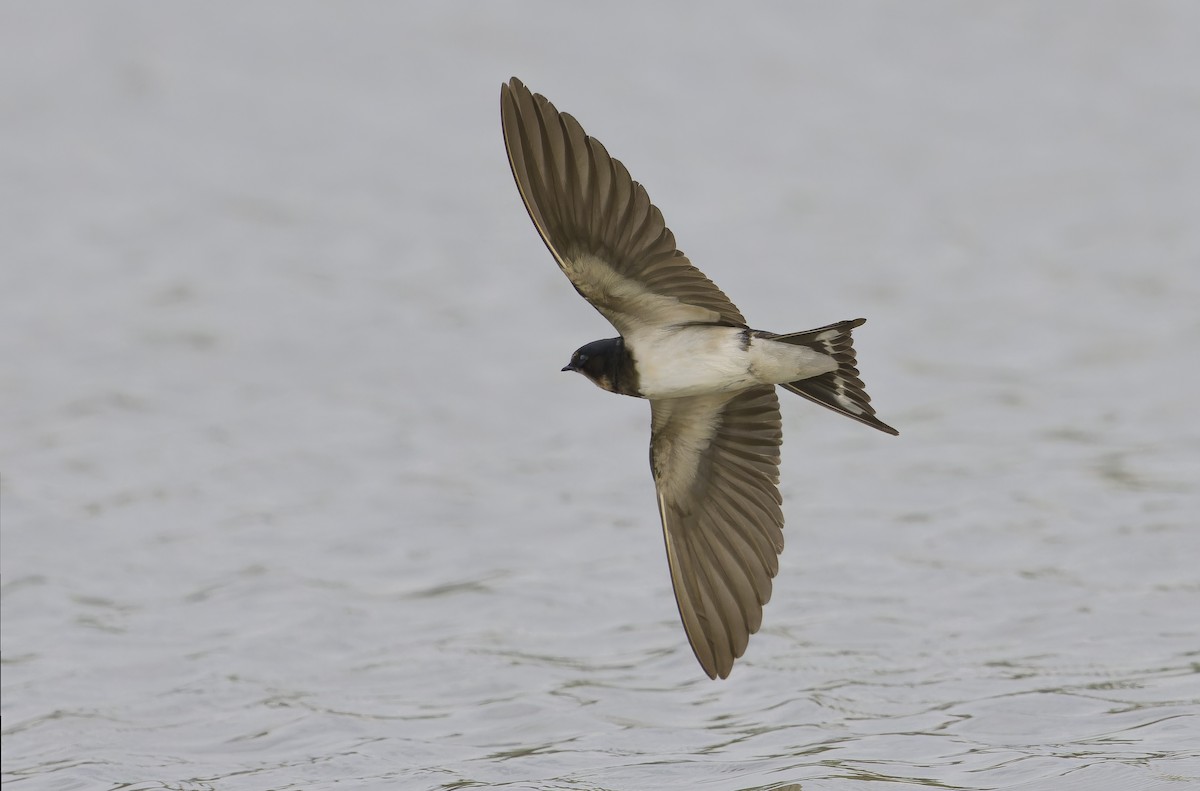 vlaštovka obecná - ML646235772