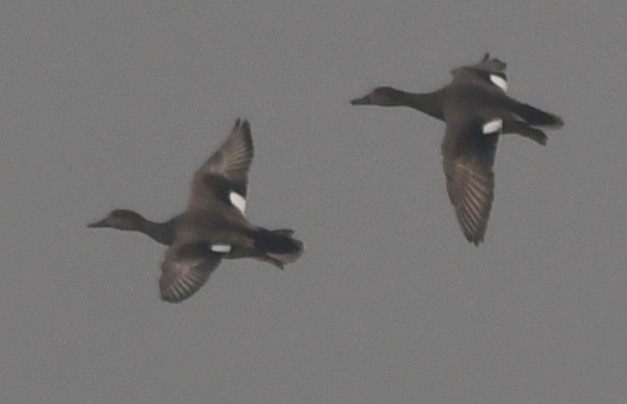 kopřivka obecná - ML646235778