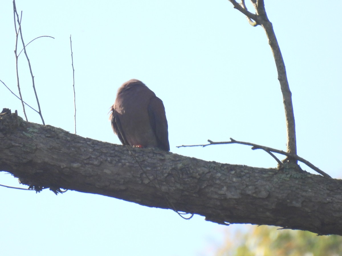 holub neotropický - ML646235779