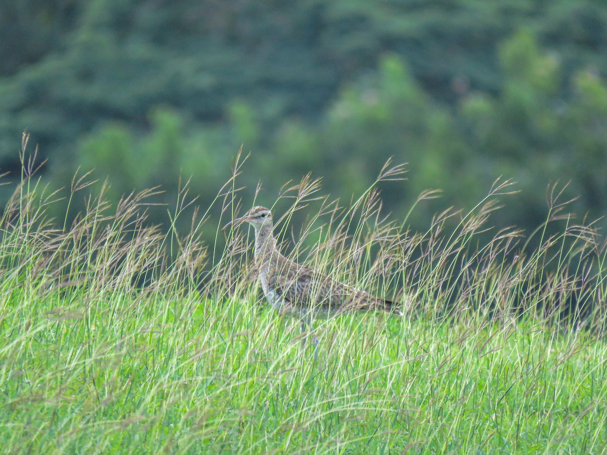 koliha malá - ML646235781