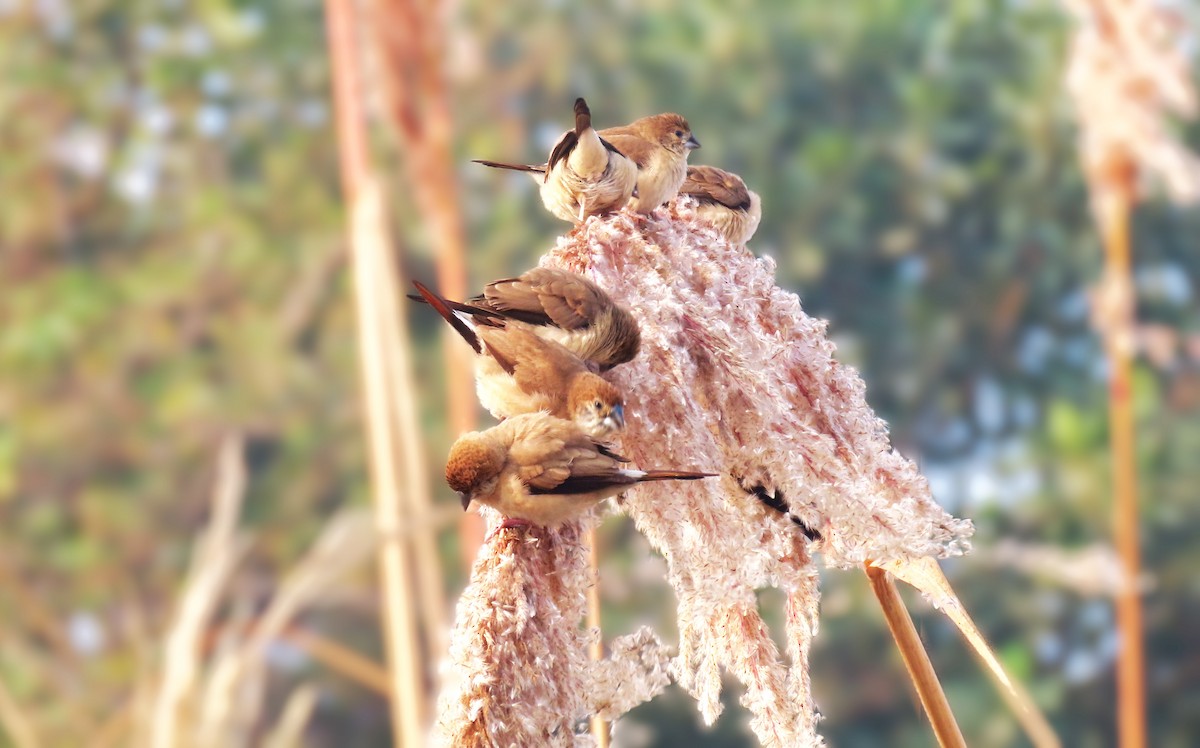 stříbrozobka indická - ML646235782