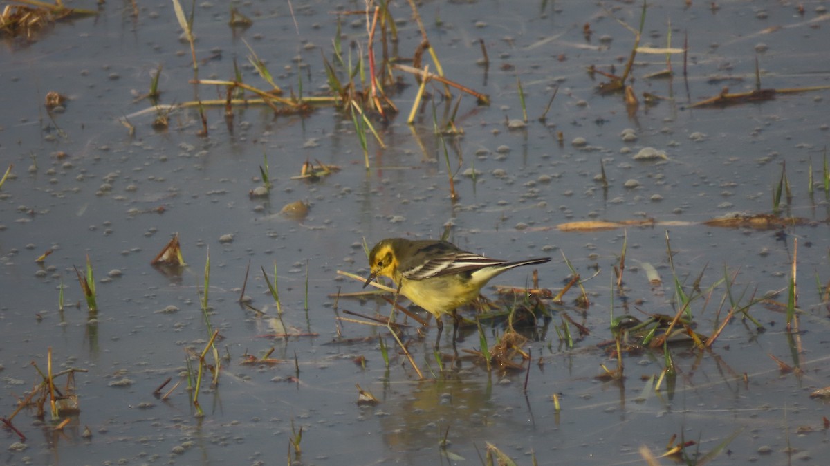 黃頭鶺鴒 - ML646235783