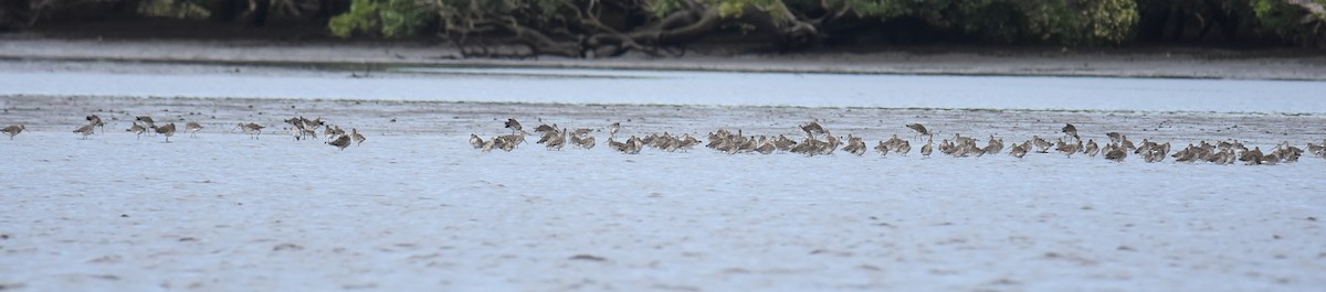 břehouš černoocasý - ML646235784