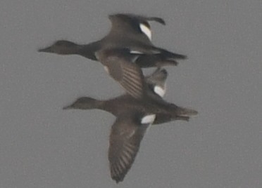 kopřivka obecná - ML646235785