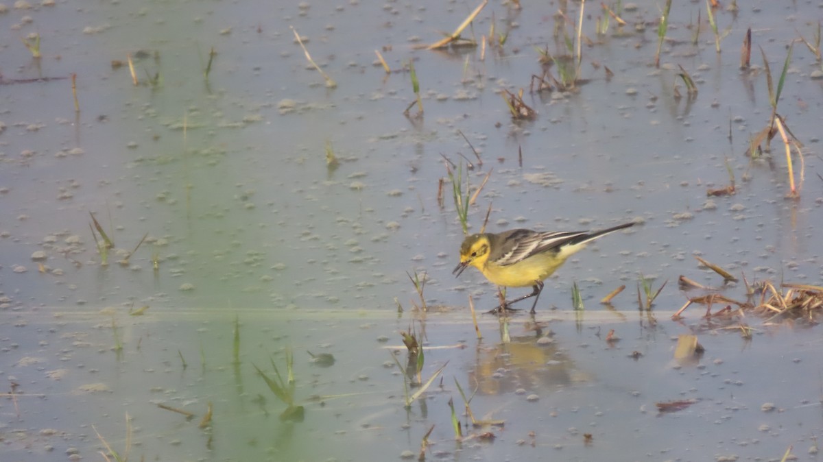 konipas luční - ML646235786