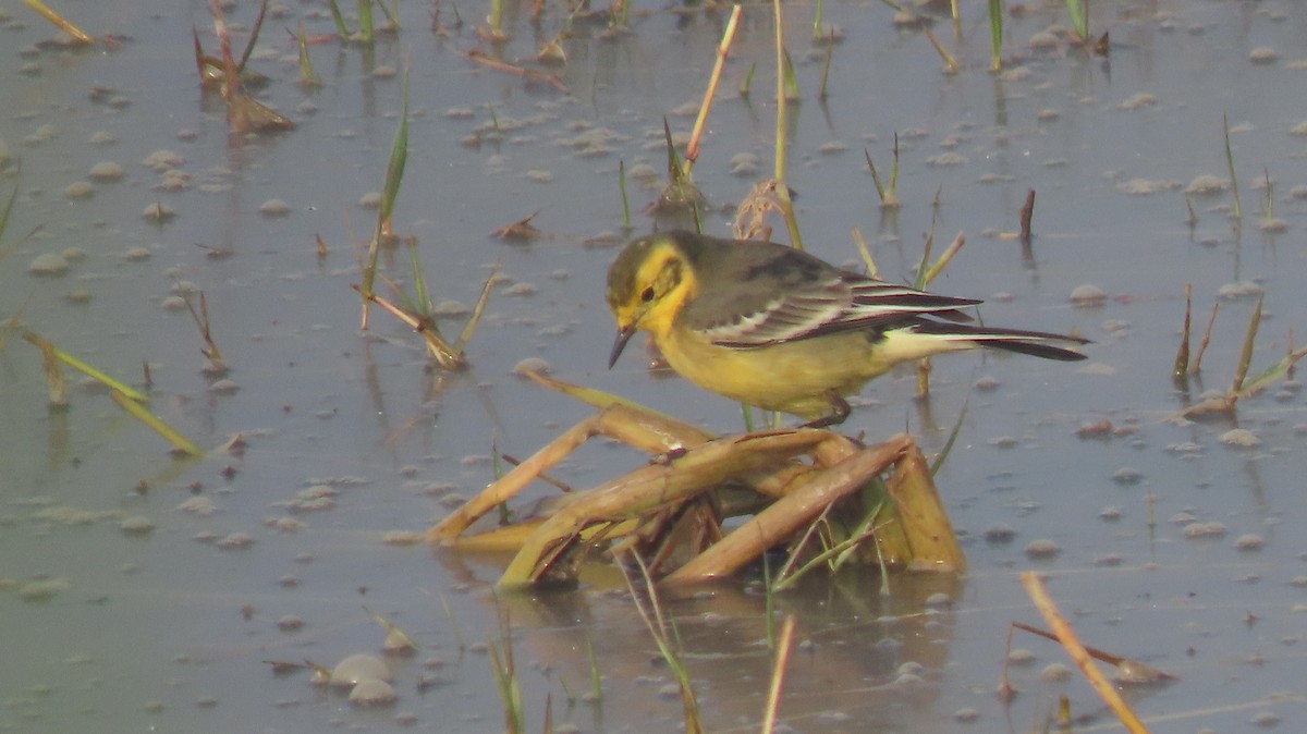 konipas luční - ML646235787