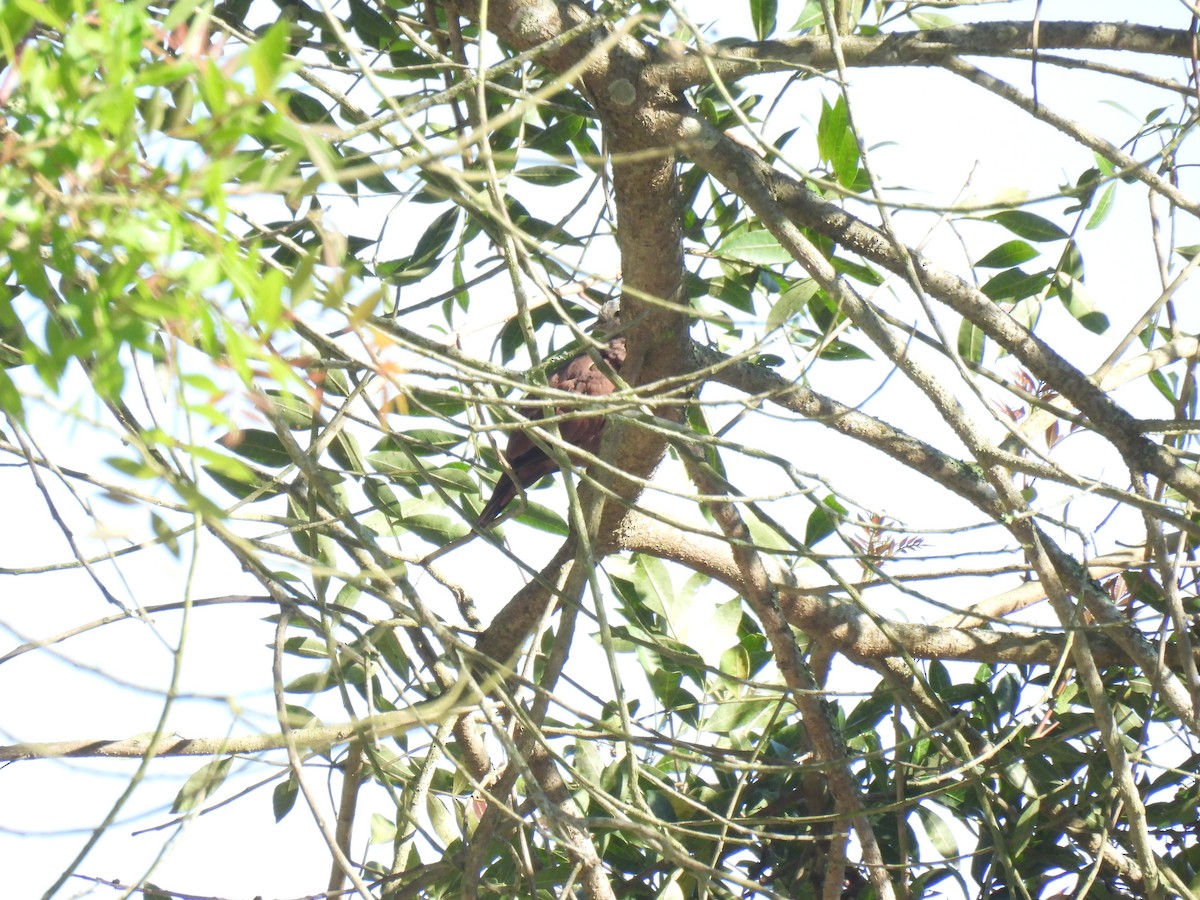 holoubek skořicový - ML646235790