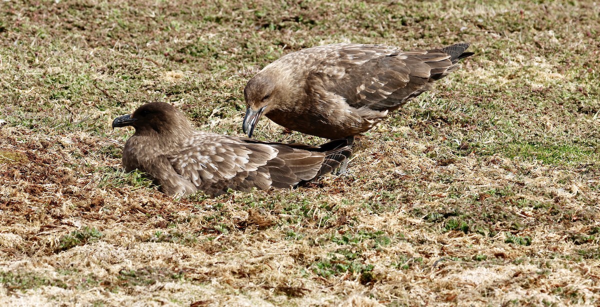 Brown Skua - ML646235791