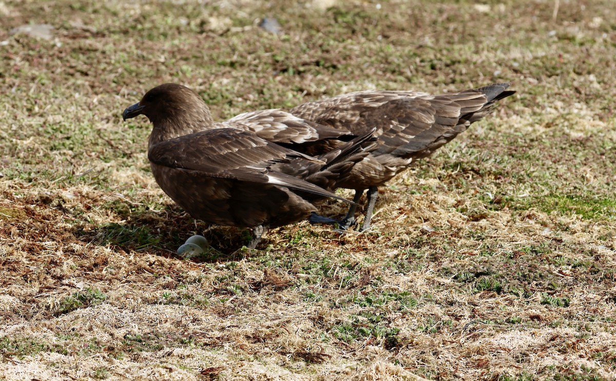 Brown Skua - ML646235792