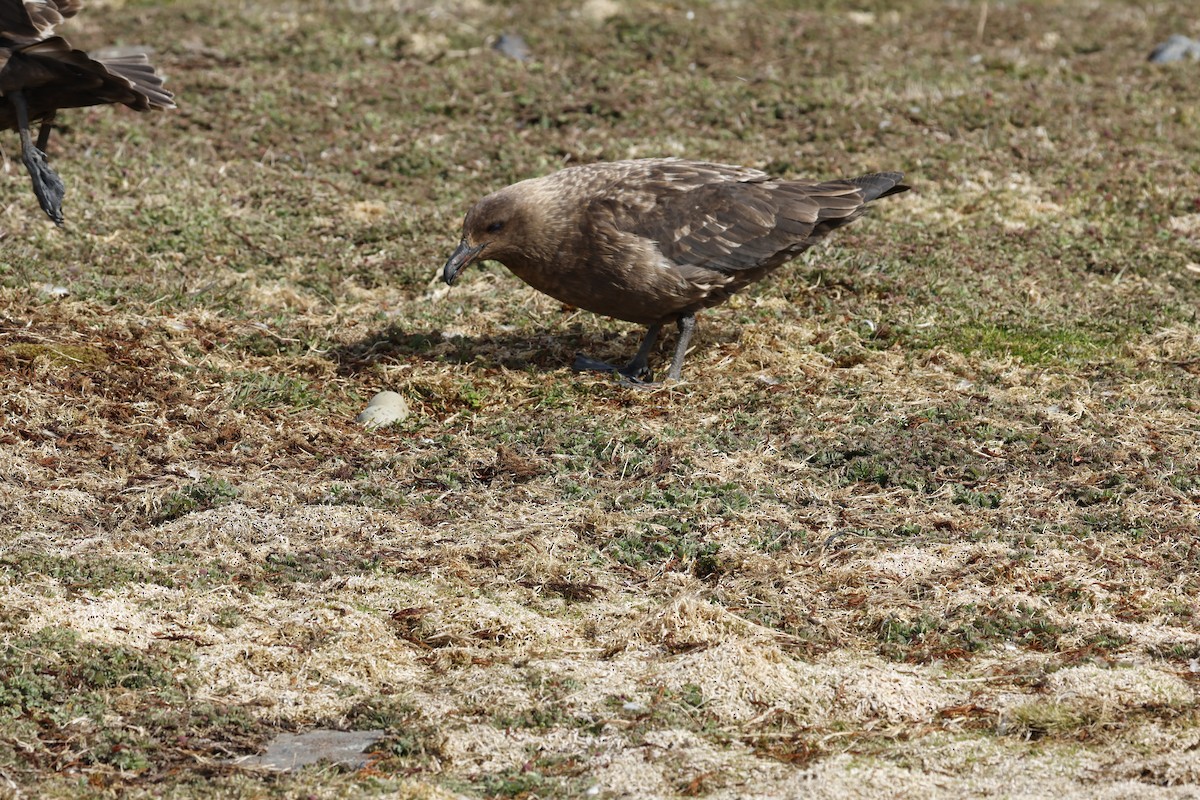 Brown Skua - ML646235793