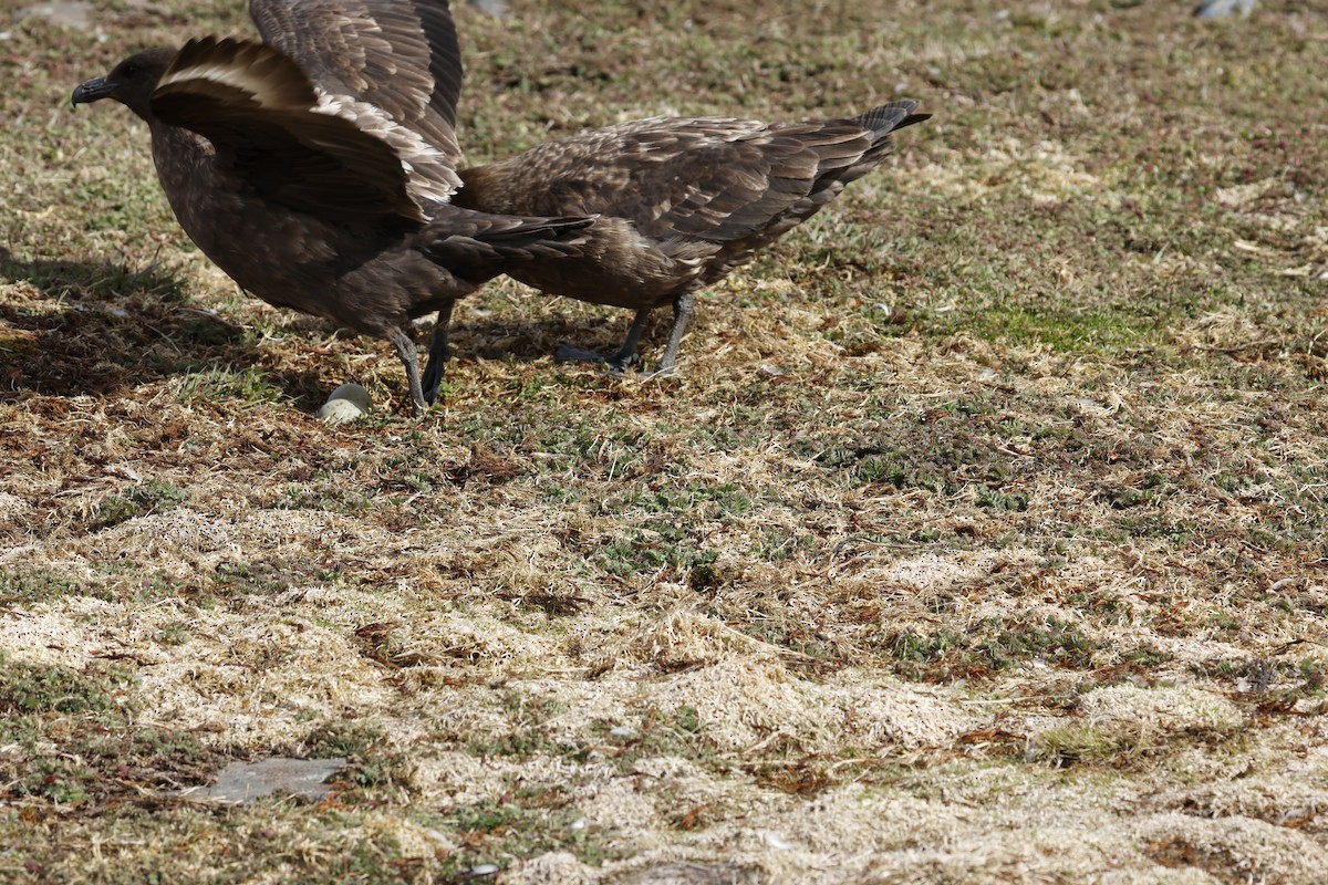 Brown Skua - ML646235794