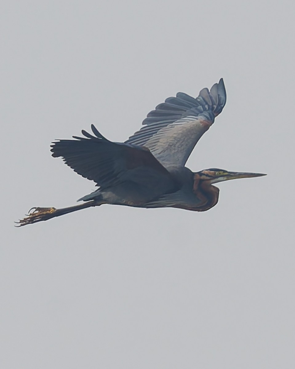 Purple Heron - ML646235795