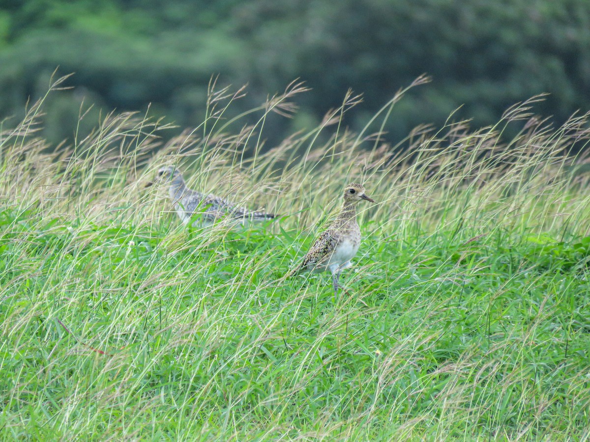 Black-bellied Plover - ML646235798