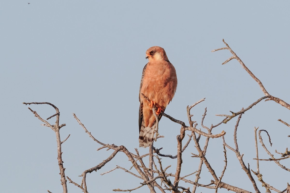 Red-footed Falcon - ML646235806