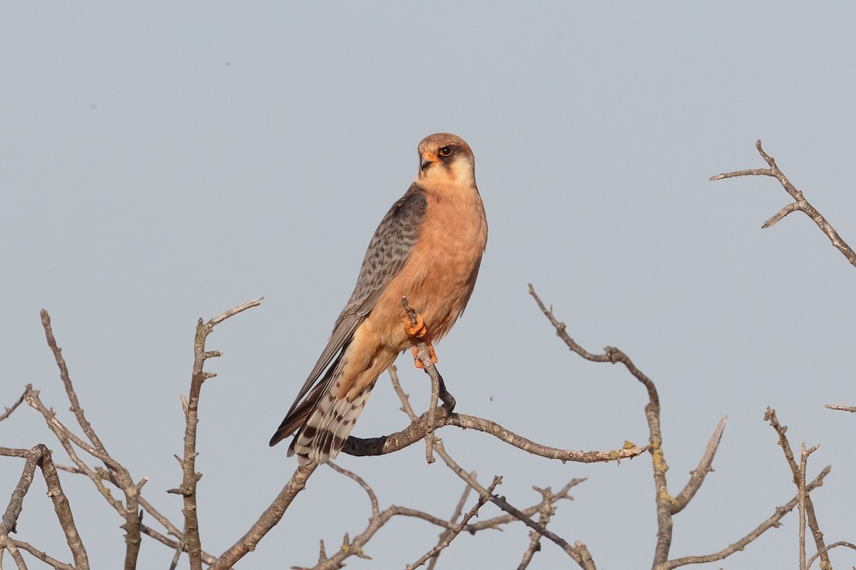בז ערב - ML646235807