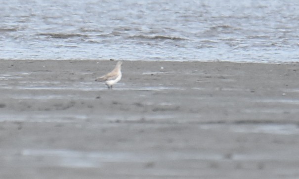 Silver Gull - ML646235808