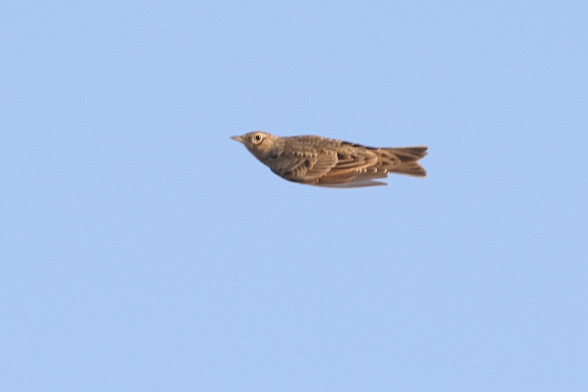 Eurasian Skylark - ML646235810