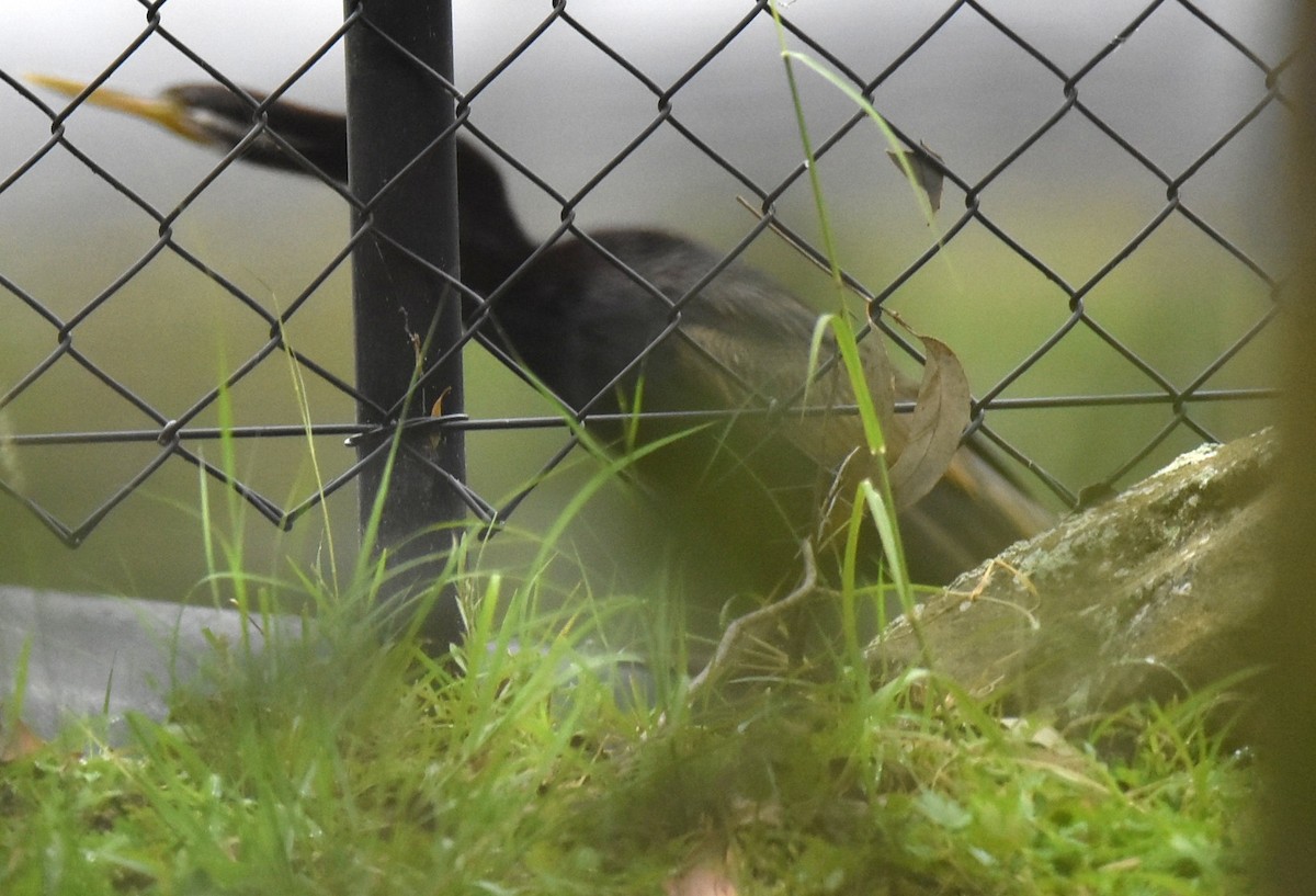 Australasian Darter - ML646235811