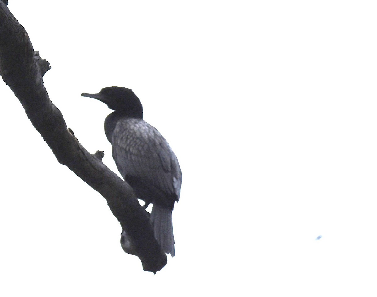 Little Black Cormorant - ML646235814