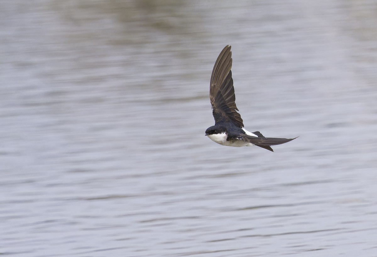 Siberian House-Martin - ML646235815