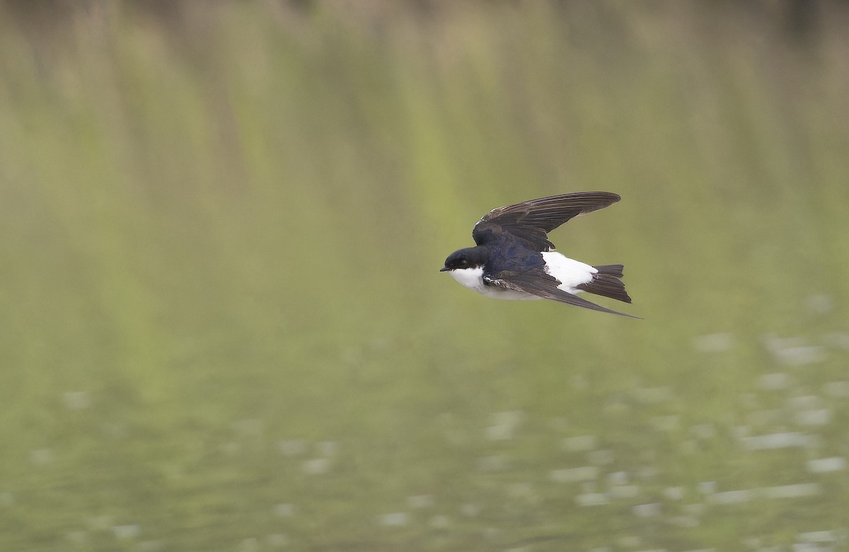 Siberian House-Martin - ML646235816