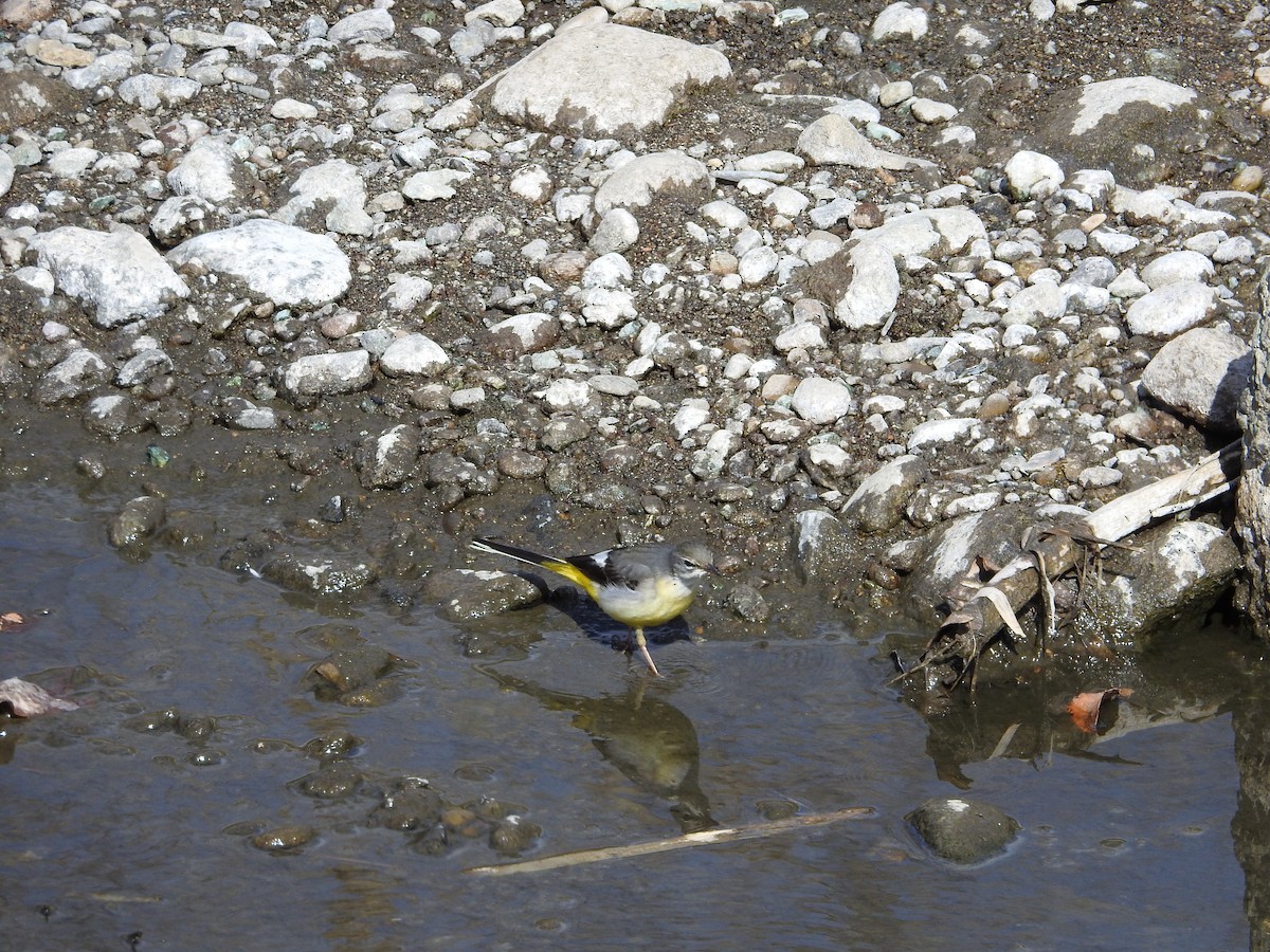 Gray Wagtail - ML646235818