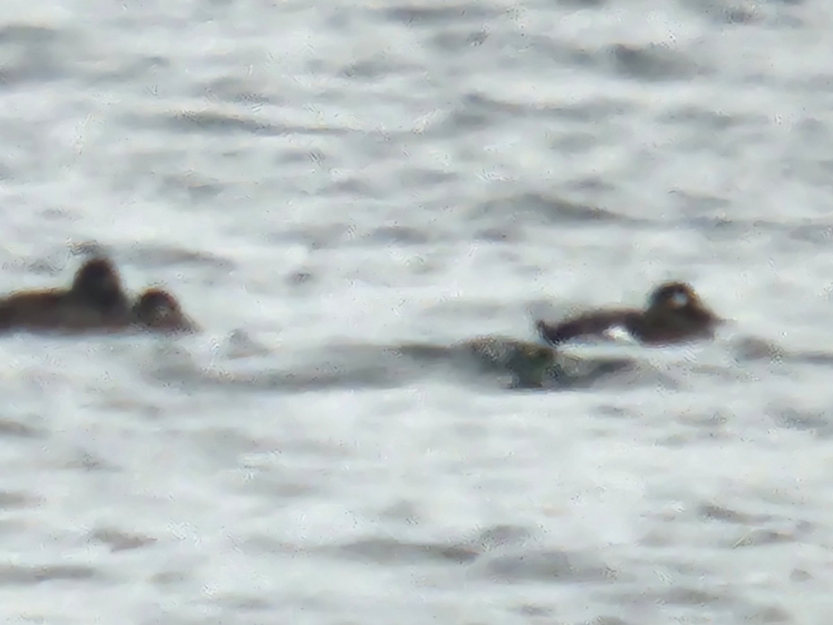 White-winged Scoter - ML646235819