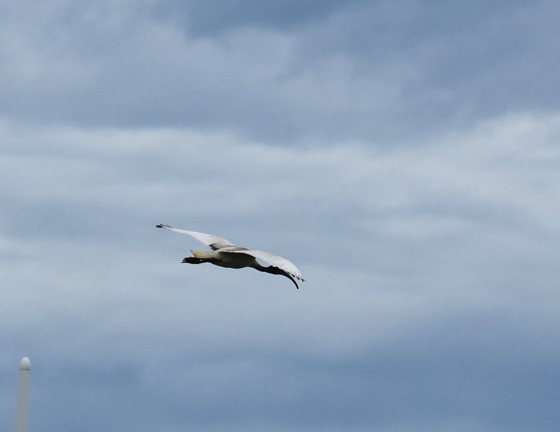Australian Ibis - ML646235820