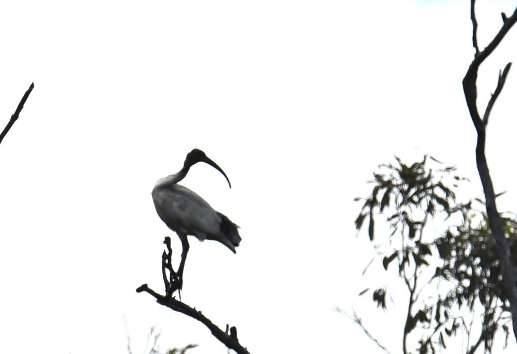 Australian Ibis - ML646235821