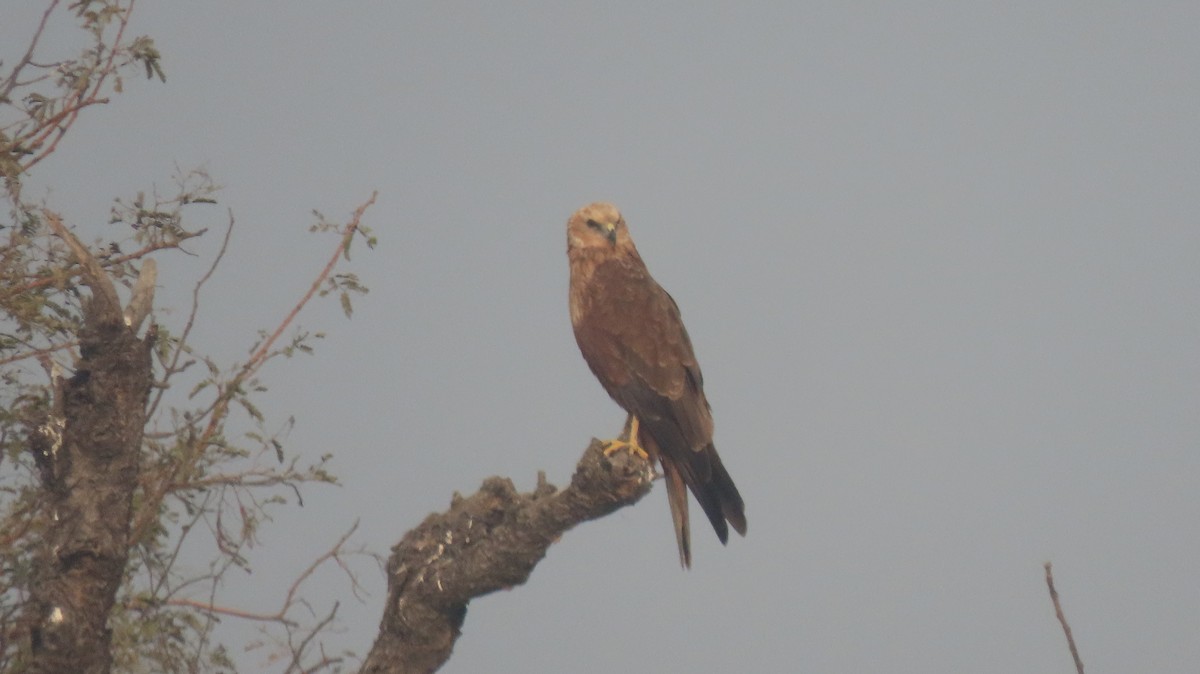 Western Marsh Harrier - ML646235823