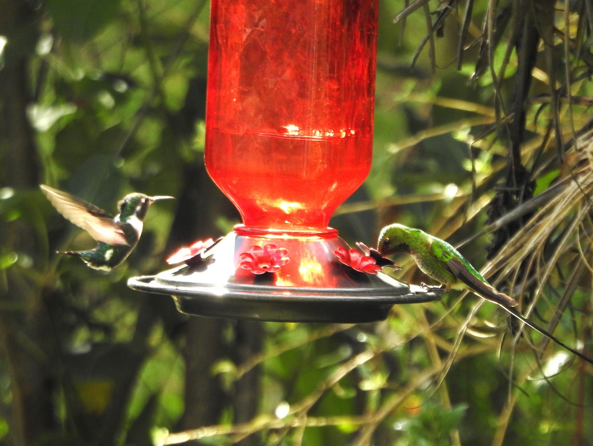 Black-tailed Trainbearer - ML646235824