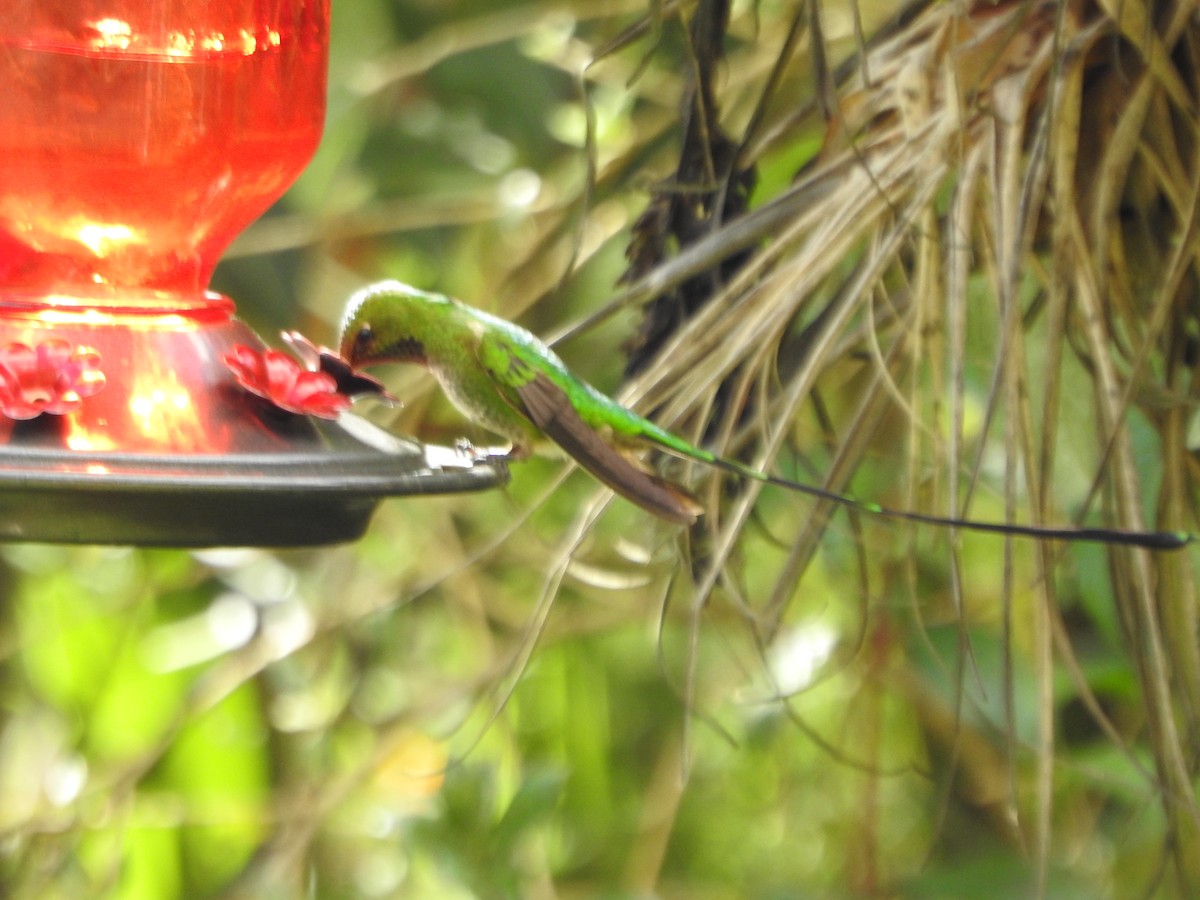 Black-tailed Trainbearer - ML646235825