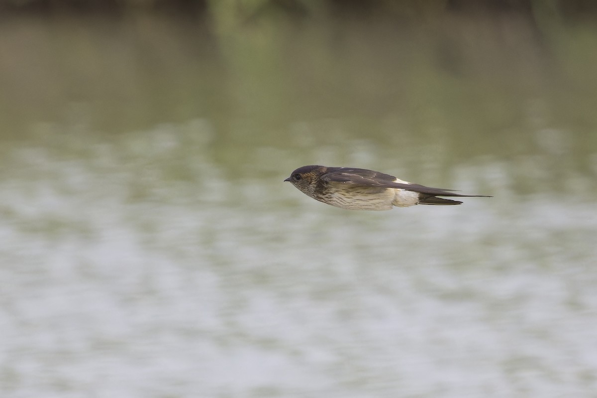 Eastern Red-rumped Swallow - ML646235827