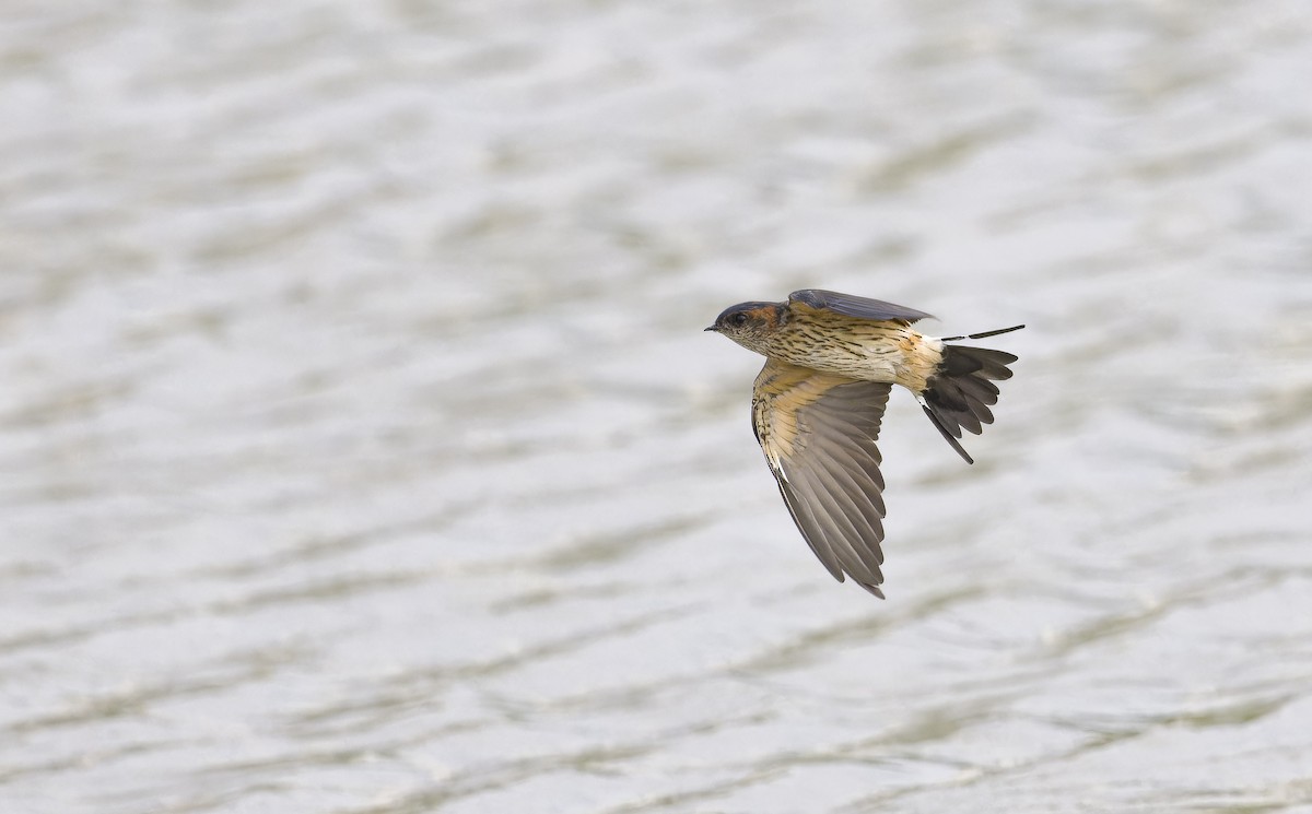 vlaštovka skalní - ML646235828