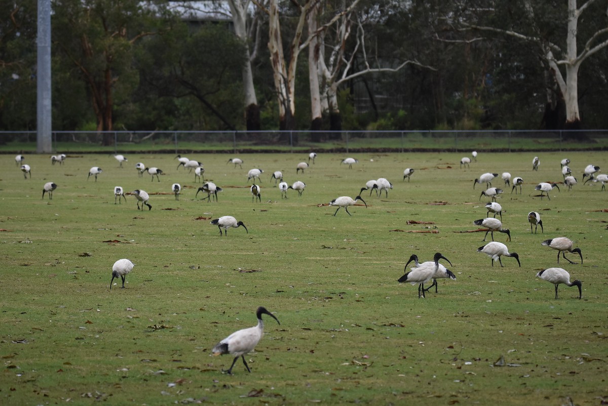 Australian Ibis - ML646235829