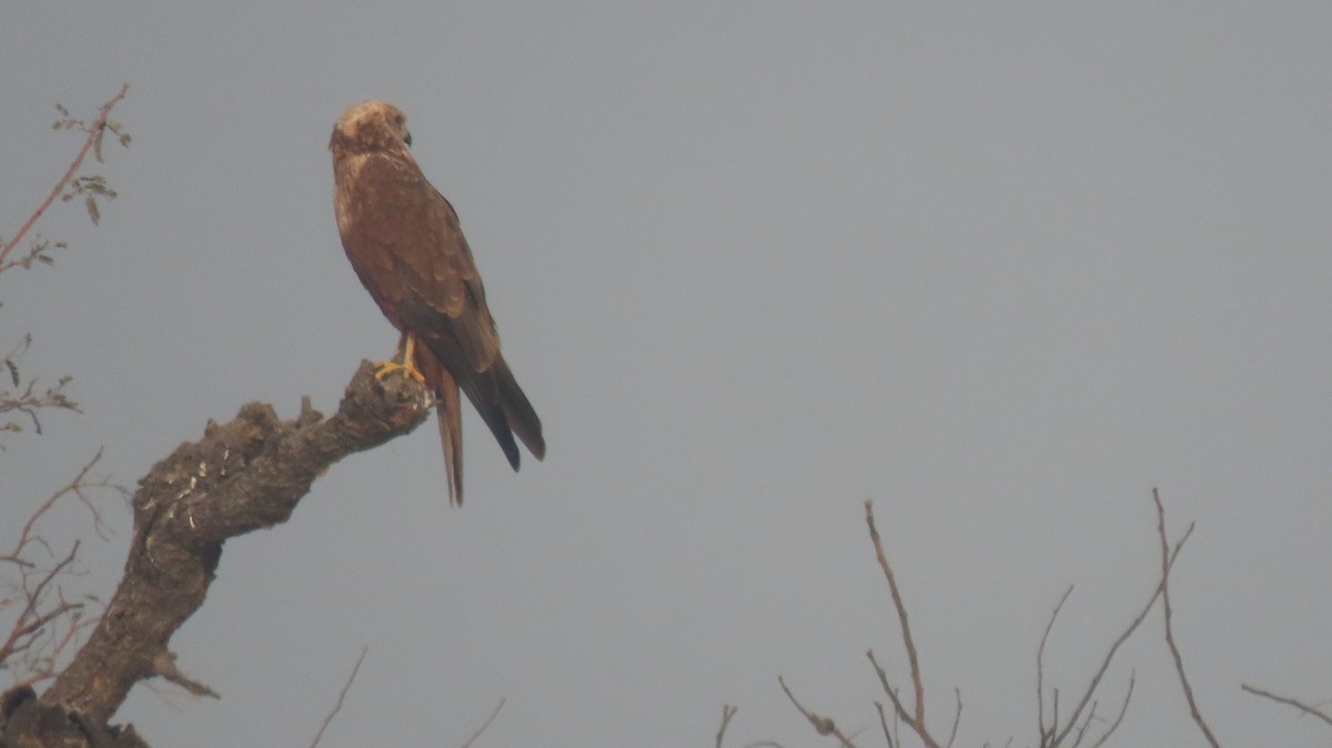 Western Marsh Harrier - ML646235830