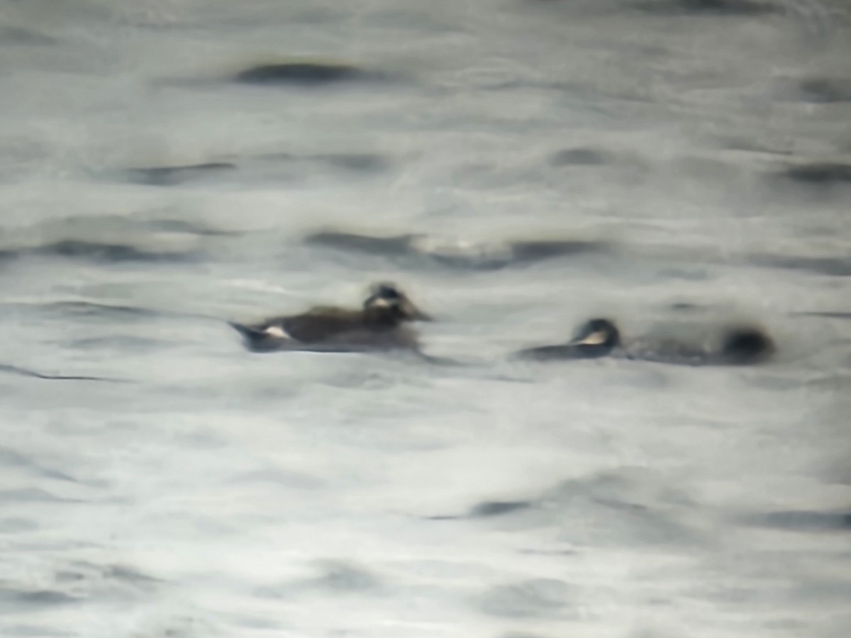 White-winged Scoter - ML646235832
