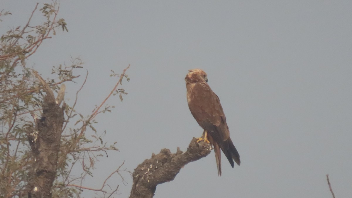 Western Marsh Harrier - ML646235833