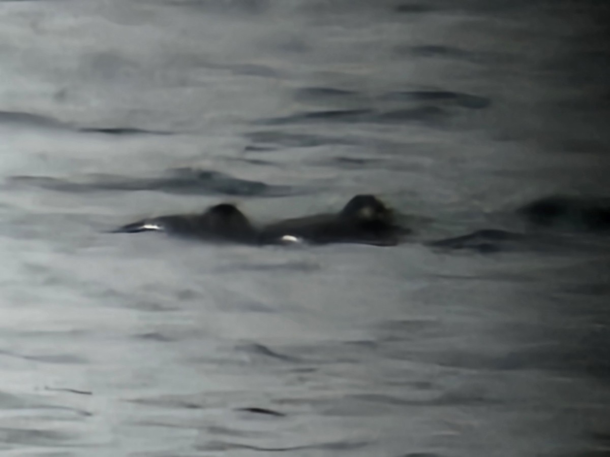 White-winged Scoter - ML646235834