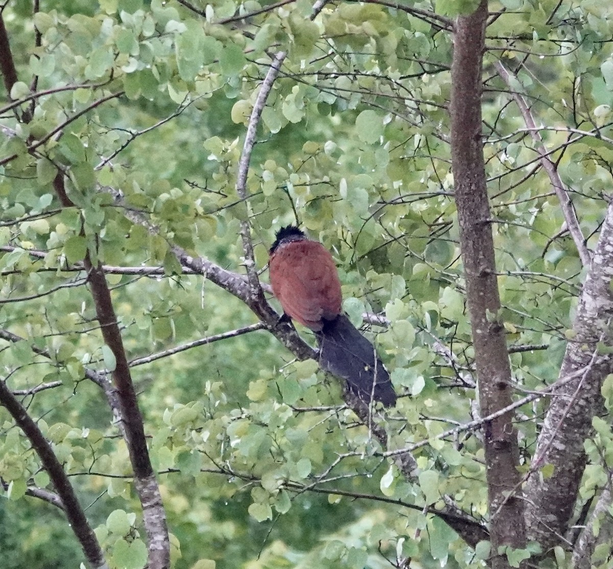 Greater Coucal - ML646235835