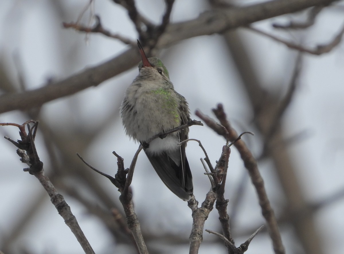 Broad-billed Hummingbird - ML646235836