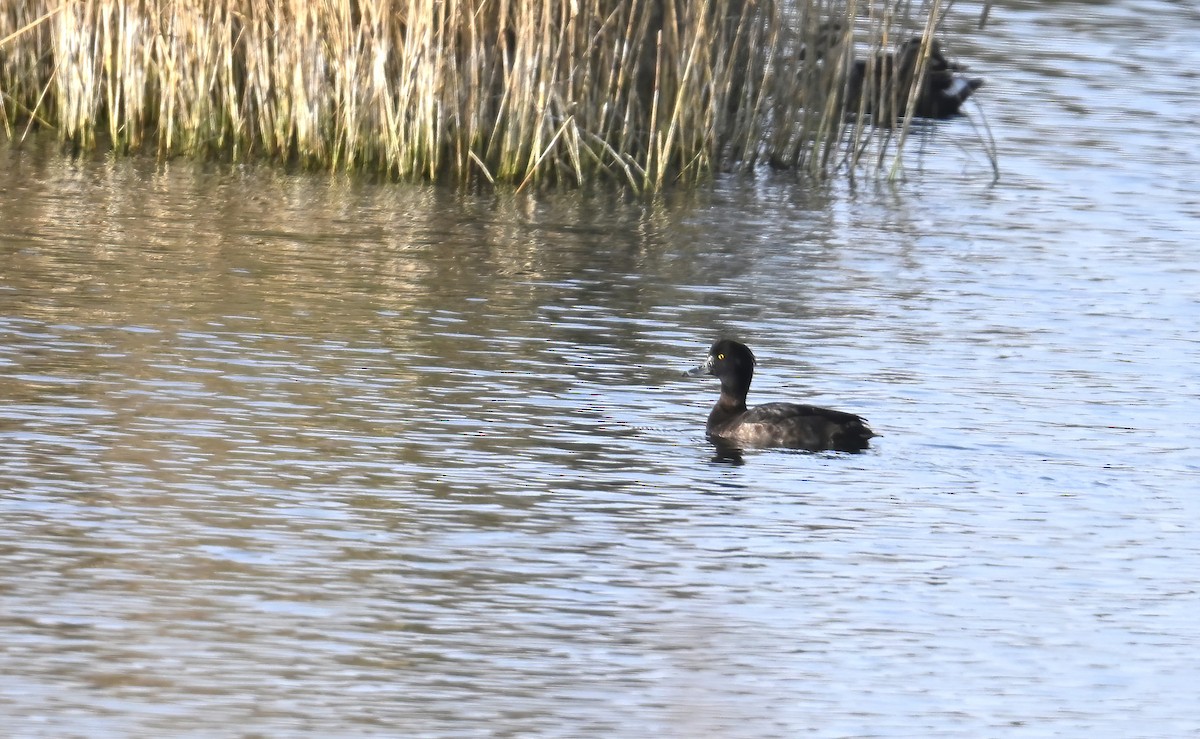 Moretta - ML646235837